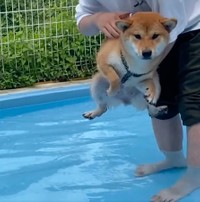 エア犬かきをするきなこちゃん（動画からキャプチャー／提供：柴犬きなこさん）