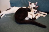 子猫の頃、寄り添う兄妹