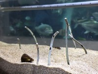 愛らしい姿が人気です。 ※桂浜水族館提供