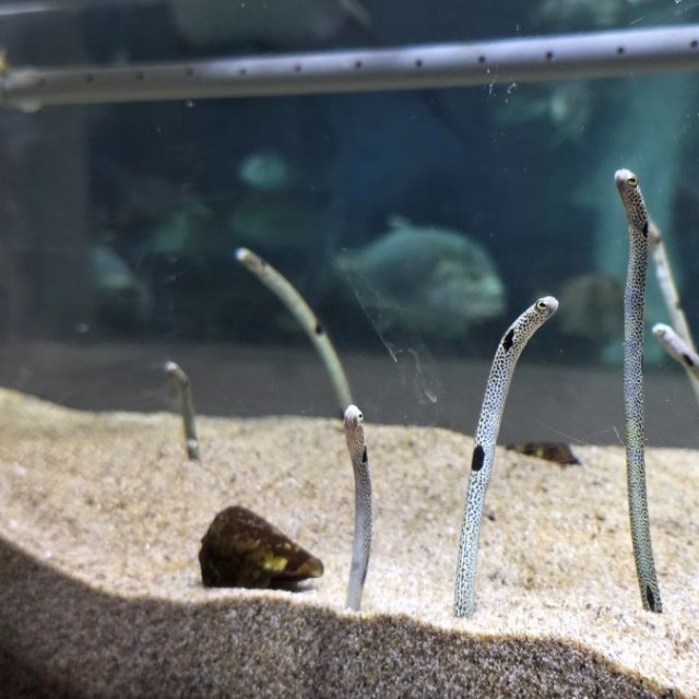 愛らしい姿が人気です。 ※桂浜水族館提供