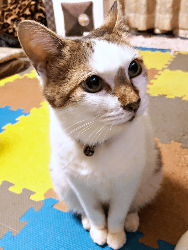 クールなところも魅力的なみぃ～みぃ～ちゃん（画像提供：みぃ～みぃ～ちゃんとジャミラズさん）