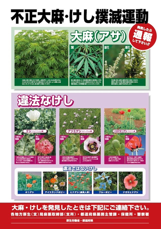 不正大麻・けし撲滅運動ポスター（画像：厚生労働省　HPより）