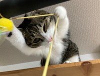 悪人にはぎんちゃんがお仕置きするにゃん