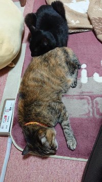 とにかくくっついていたいにゃ