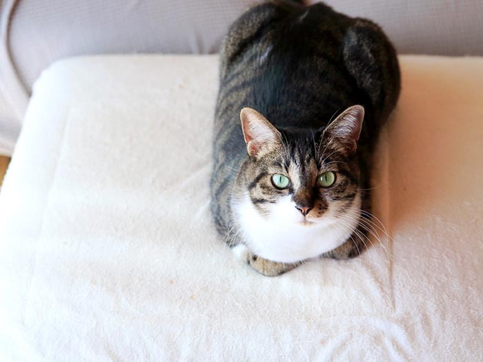 2匹が疲れるのを待っているのかい？