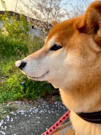 キッチンにいた飼い主さんの元に、ニコニコ顔で「魚」を持って来た柴犬、すずちゃん（画像提供：ミニすずさん @RKfWUAQ1xbOEEAp）