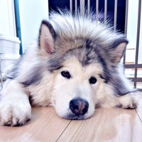 床上で寝そべって飼い主さんを見つめるフブキくん（画像提供：アラスカンマラミュート フブキさん）