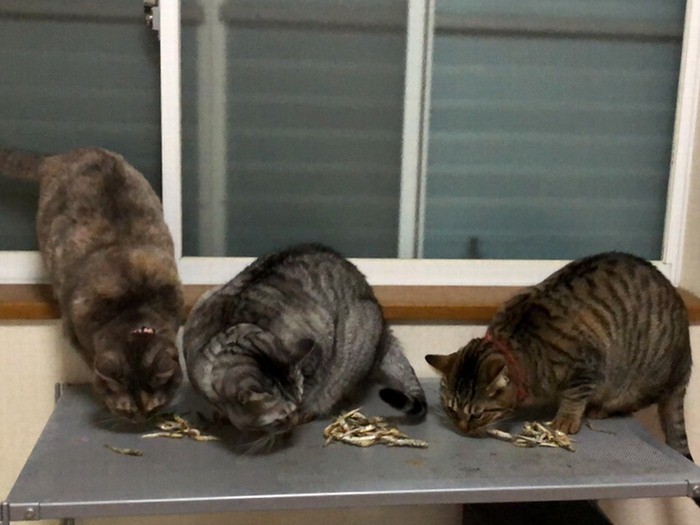 おやつ大好き（左マリア、真ん中ラッシー、右キャンディ）