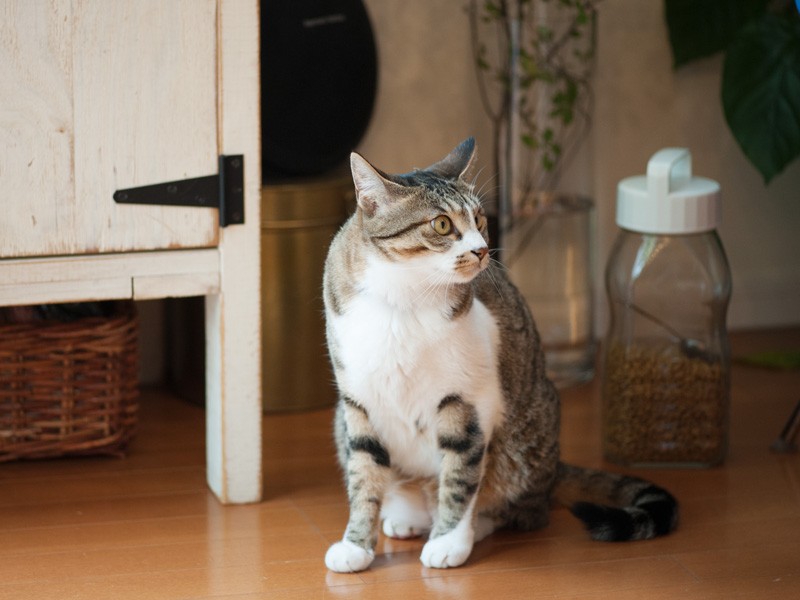 「ひざをそろえて座りなさいって？古いわね」（小林写函撮影）