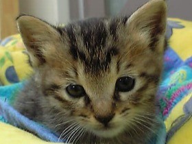 祭りの夜、聞こえた猫の声　命を救った子猫に変えられた人生