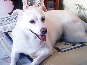 寂しがり屋の愛犬シロ、地震や火事を知らせるワン！