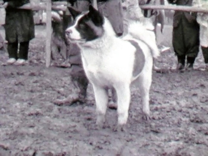 １９５８年の展覧会に登場した秋田犬。顔や体にブチが入っている＝ヤマザキ動物看護大提供の動画から