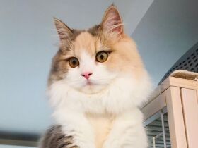 冬はこたつ夏は冷凍庫、ご飯は手から！　家族のお姫様はサイベリアンの「ぽぽか」