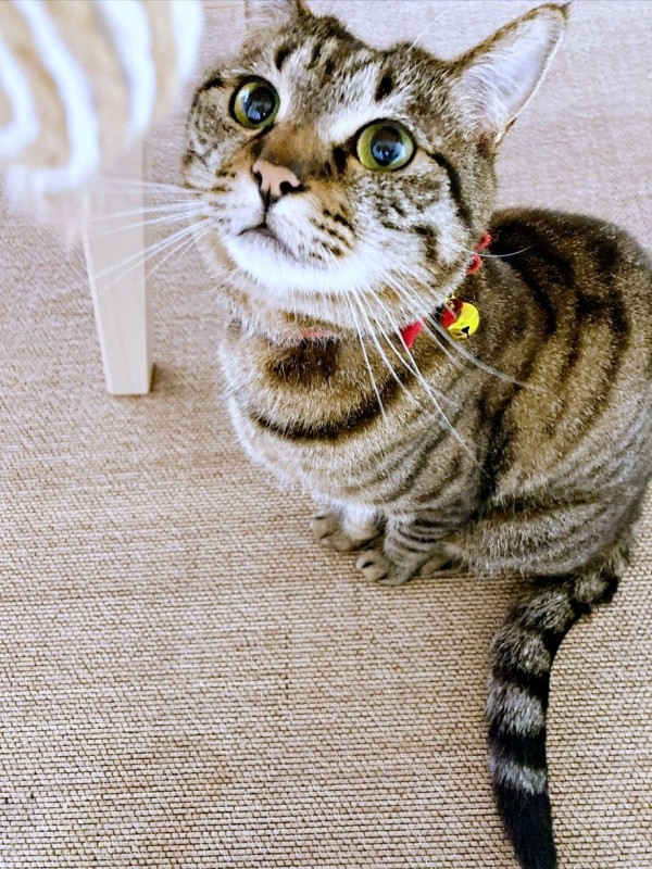 3歳になったしらすちゃん（画像提供：硝子さん）