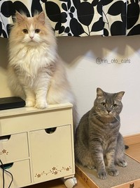 同居猫の和音ちゃんとの（めずらしい？）ツーショット（画像提供：りんくんとおとちゃん）