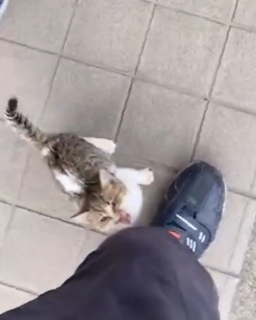 出会った頃。背中には、箱ティッシュを連想させる柄があった