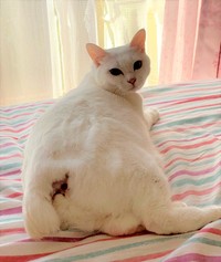 まだ若いのに臭い袋（肛門膿）が何度も破裂するので、右側を手術で切除しました