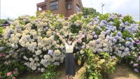 “アジサイの壁”がSNSで話題に　井上さんが丹精込めた約60株咲き誇る　岡山・倉敷市