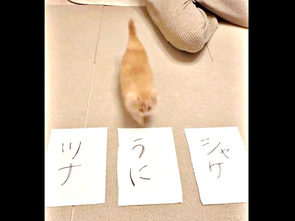 真ん中に向かってダッシュするうにくん（画像提供：うにまるさん）
