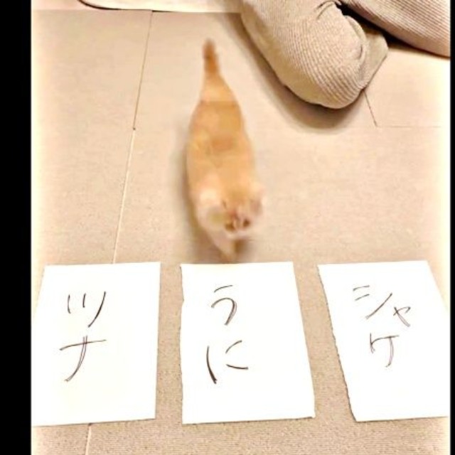 真ん中に向かってダッシュするうにくん（画像提供：うにまるさん）
