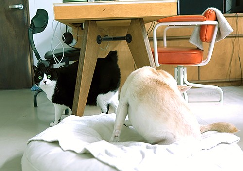 動物だけの世界がある