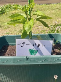 「ぴーぃまん」…!!（画像提供：ぽんさん）