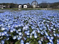 ネモフィラが綺麗に咲きます（画像提供：もち吉）