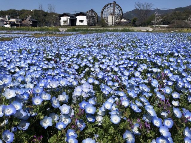 ネモフィラが綺麗に咲きます（画像提供：もち吉）
