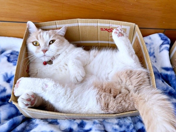 足パカーン！ 大胆ポーズでお昼寝するモカちゃん（画像提供：モカ猫さん）