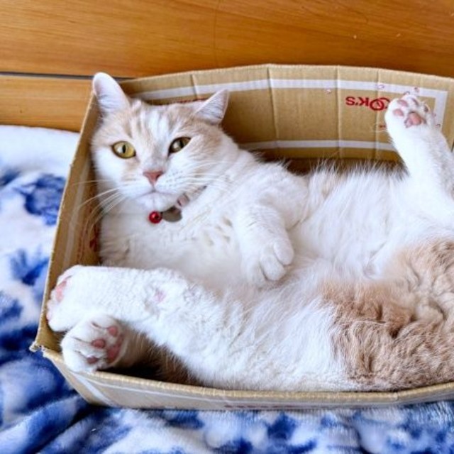 足パカーン！ 大胆ポーズでお昼寝するモカちゃん（画像提供：モカ猫さん）