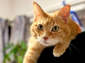 茶トラ猫「チャミ」　頑張った抗ガン剤治療の最終日、帰宅後のリラックス“肩乗り”中