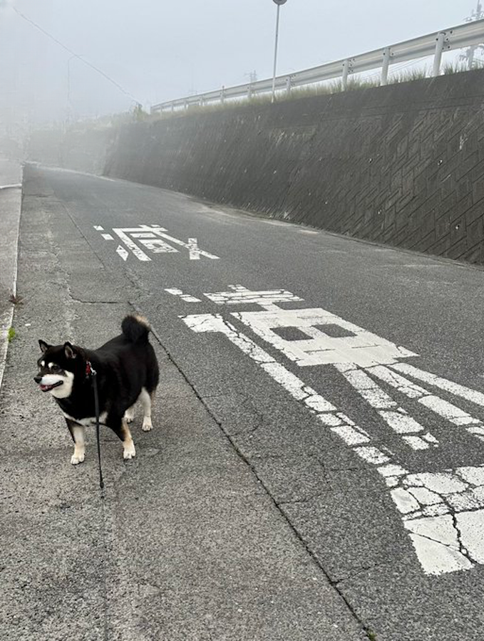 焦る時こそ「減速」だワン（画像提供：黒柴たろうさん @07tarou09）