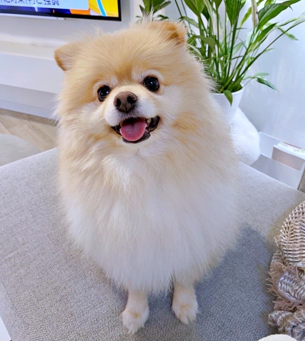 「お出かけ」と聞いて、ニコニコ笑顔になるぱっちゃん（画像提供：ぱっちゃんさん）