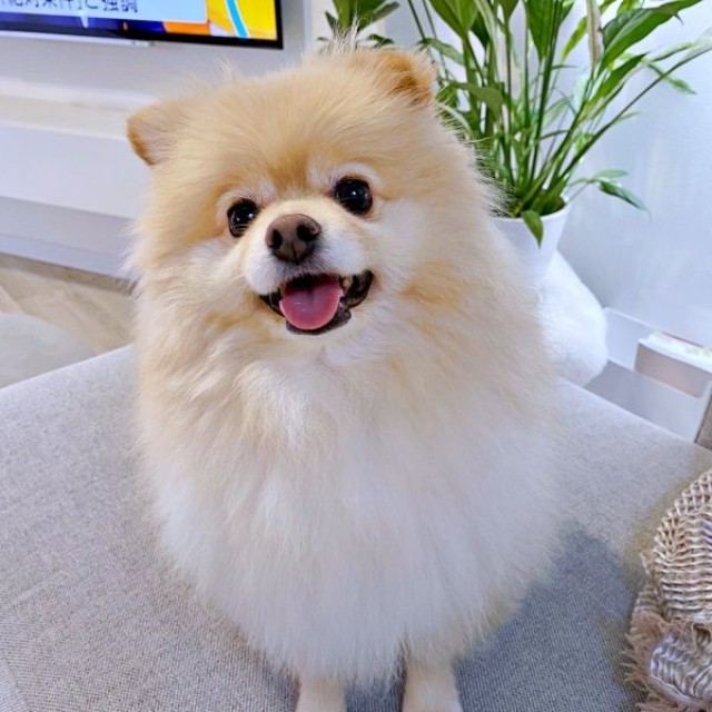 「お出かけ」と聞いて、ニコニコ笑顔になるぱっちゃん（画像提供：ぱっちゃんさん）