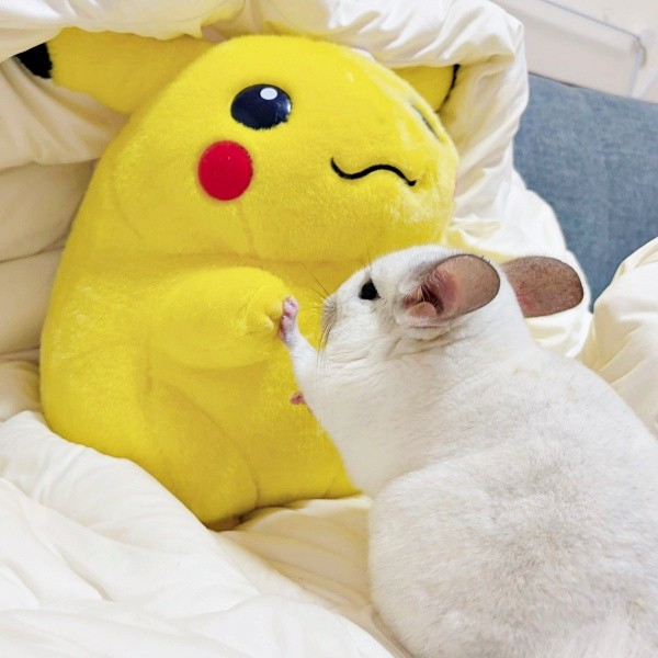 ピカチュウのぬいぐるみと手を合わせるまろくん（画像提供：チンチラすきさん）