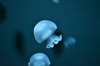 キャノンボールジェリーフィッシュ（提供・京都水族館）