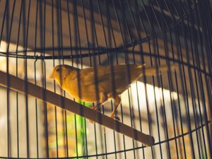 何者かになりたかった炭鉱のカナリアは、傷つきながら進んでしまった