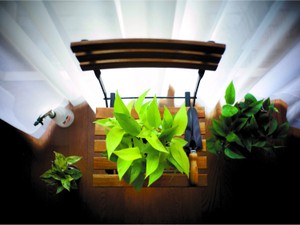 新しい｢大人の証し｣　ポトスのすすめ