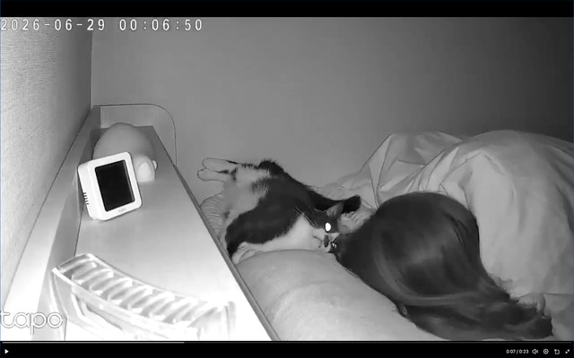 飼い主さんをじっと見つめる依灯ちゃん（画像提供：猫又ちぐらさん）