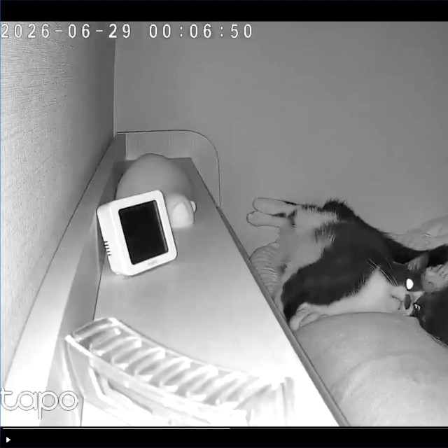 飼い主さんをじっと見つめる依灯ちゃん（画像提供：猫又ちぐらさん）