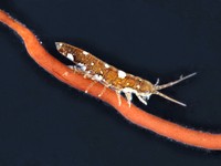 「花粉」を運ぶ生き物、海にもいた　その名は「イドテア・バルティカ」