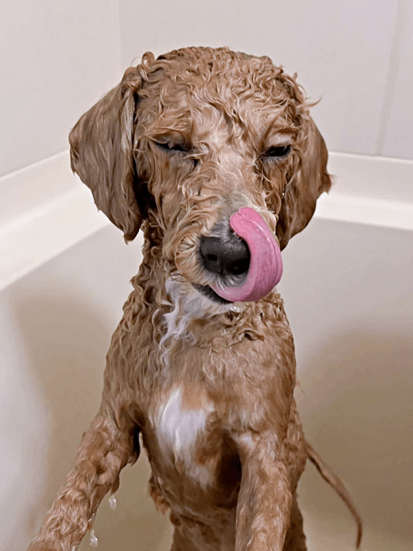 「やっと終わった」 丸洗が終わって舌ペロするたむくん（画像提供：たむさん）