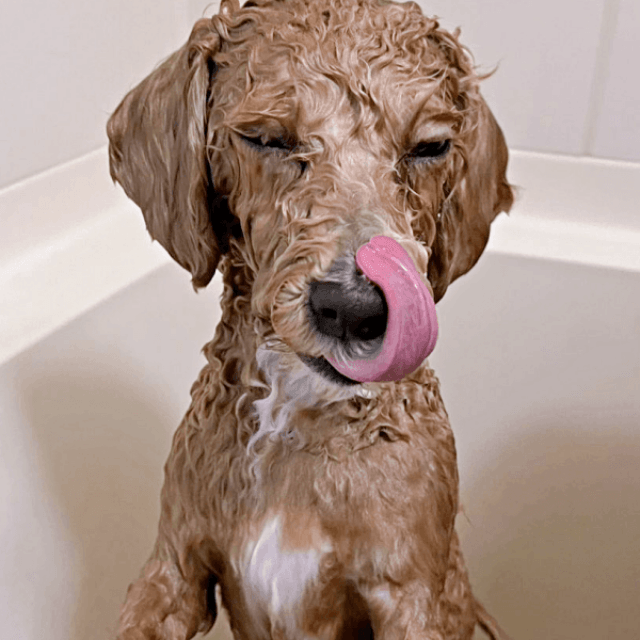 「やっと終わった」 丸洗が終わって舌ペロするたむくん（画像提供：たむさん）