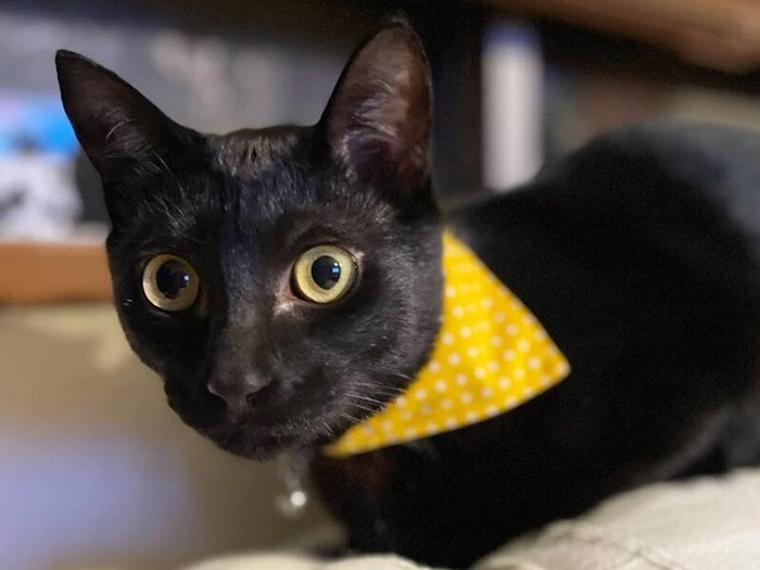 炭瑚（タンゴ）
