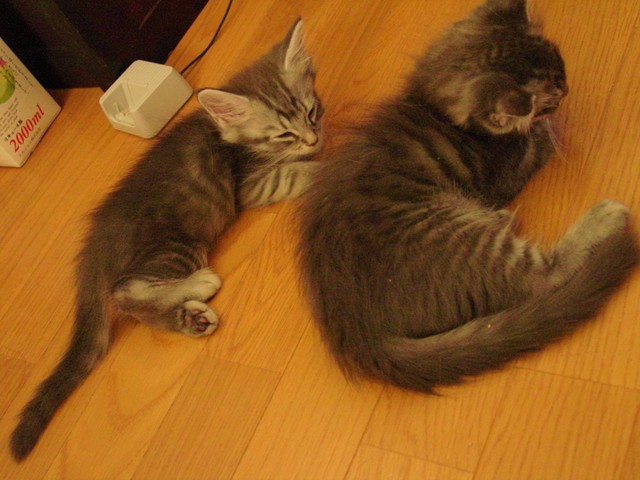 ちょうど兄弟と並んでいる写真があった。どちらがネピアなのかはすぐにお分かりと思う。左側、小さくてガリガリで毛はボサボサ。後ろ足がなんだかオカシイ。