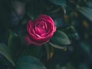 前世で恋人でも殺した？と揶揄される私。「高嶺の花」は呪いの言葉