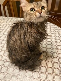 自慢の長毛が絡まったため洗われたチャチャちゃん（提供：コハちゃん さん）