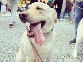 大人になったの　怖いものがちょっと増えたラブラドールレトリバー「やつはし」