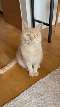 テレビを見たいのと、ラテュちゃん