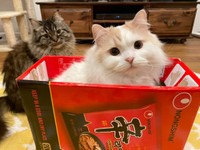 二人ともカメラ目線ばっちり＝ぽてねのアポロさん（@Hachicotton）提供